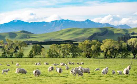 Source : Nouvelle-Zélande - Territoires ruraux